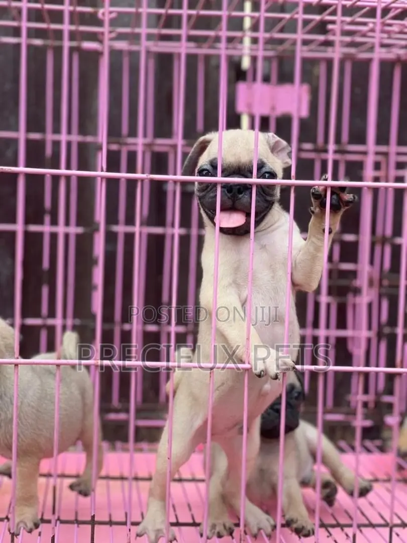 1-3 Months Male Purebred Pug