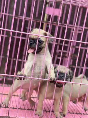 1-3 Months Male Purebred Pug