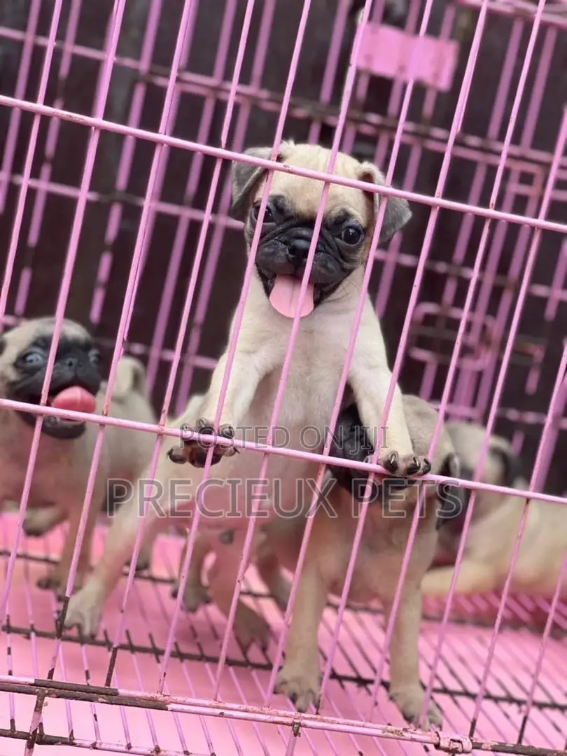 1-3 Months Male Purebred Pug