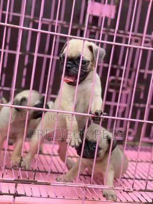 1-3 Months Male Purebred Pug