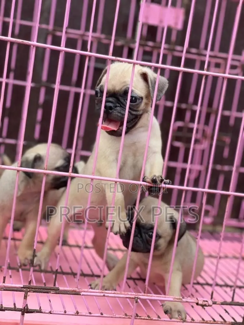 1-3 Months Male Purebred Pug