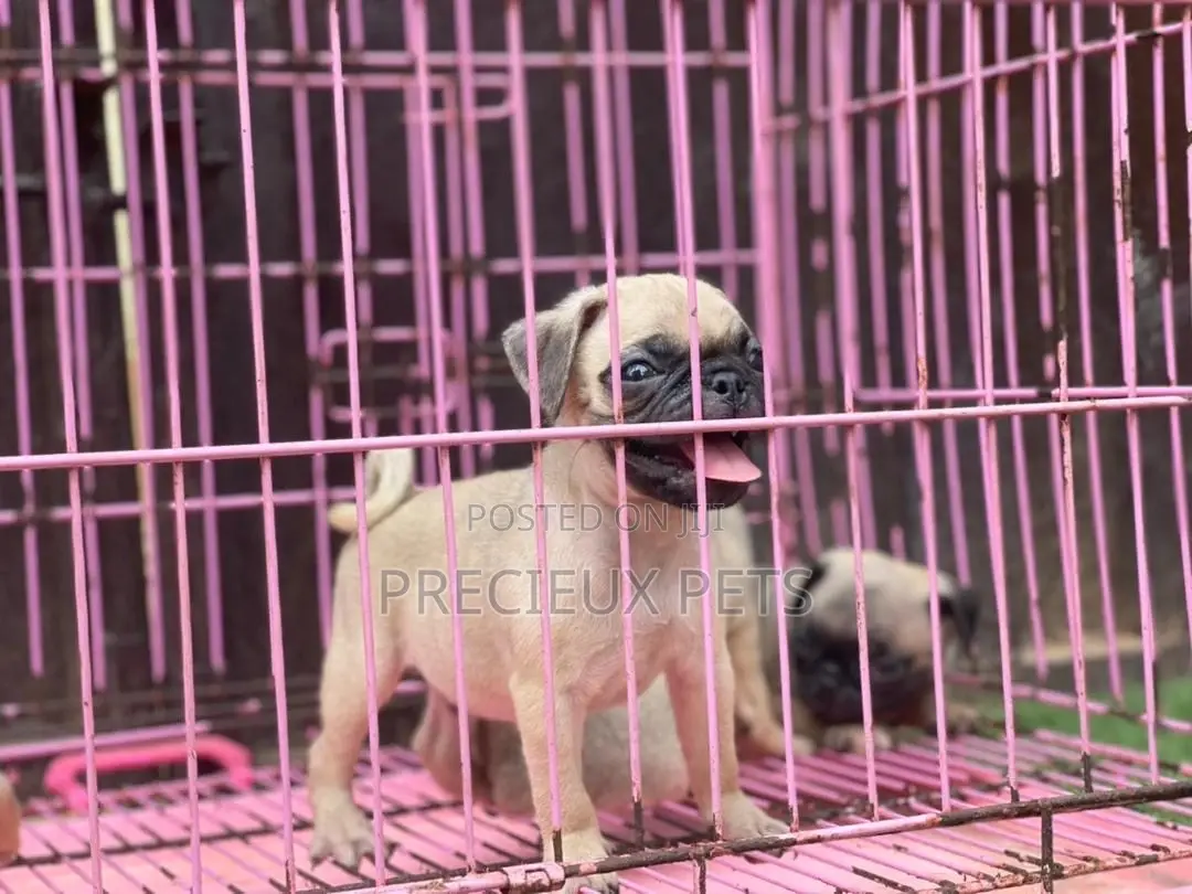 1-3 Months Male Purebred Pug