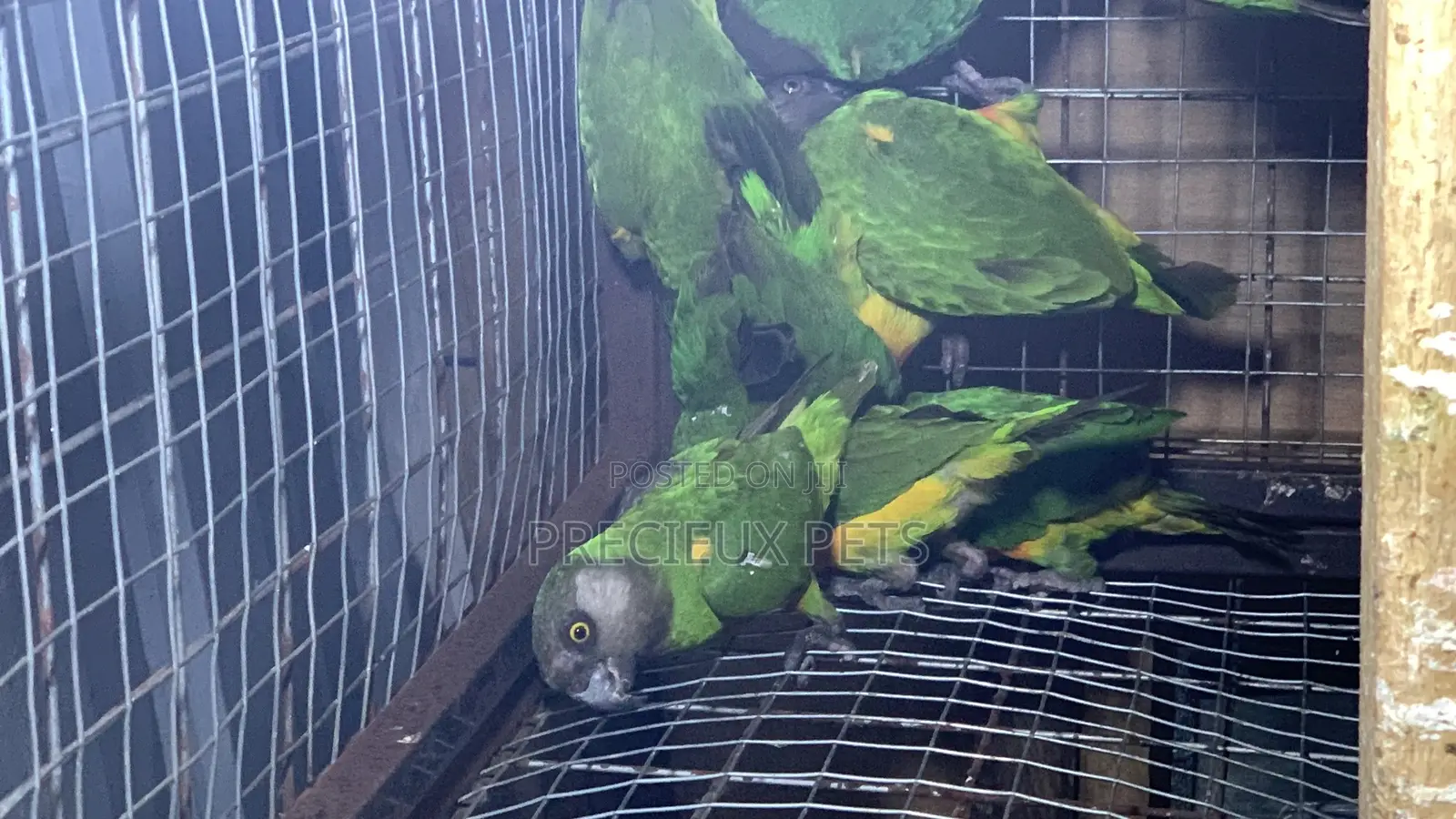 Domesticated Senegalese Parrot