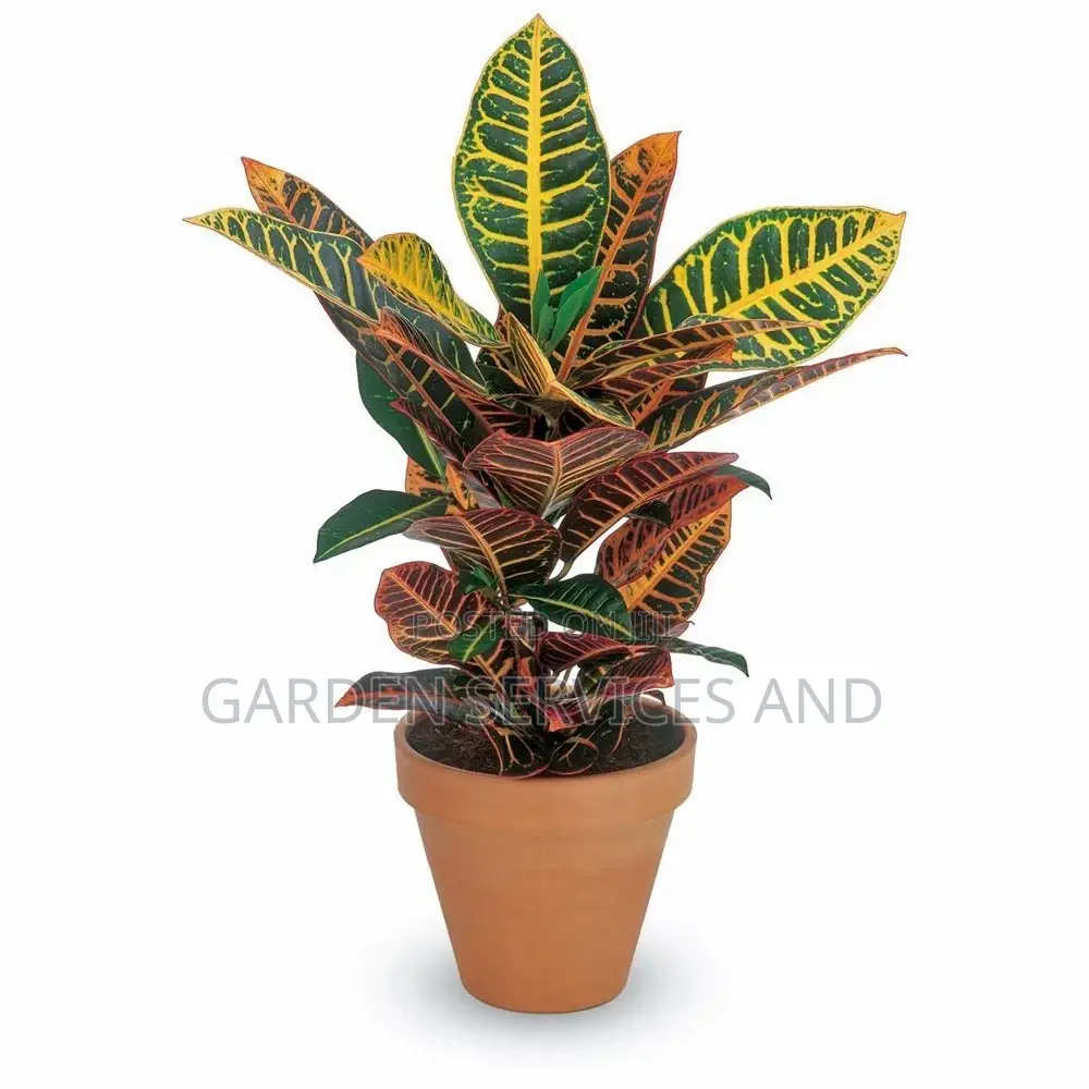 Croton for Sale