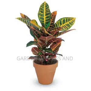 Croton for Sale
