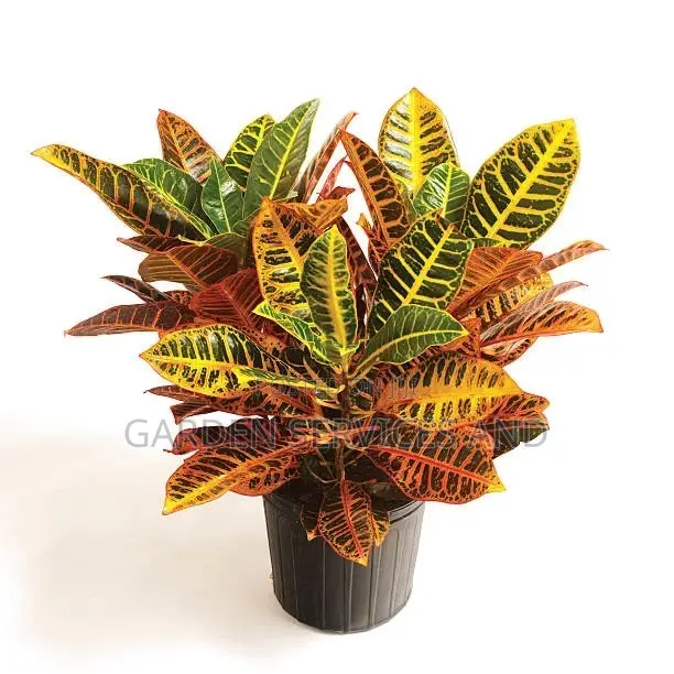 Croton for Sale