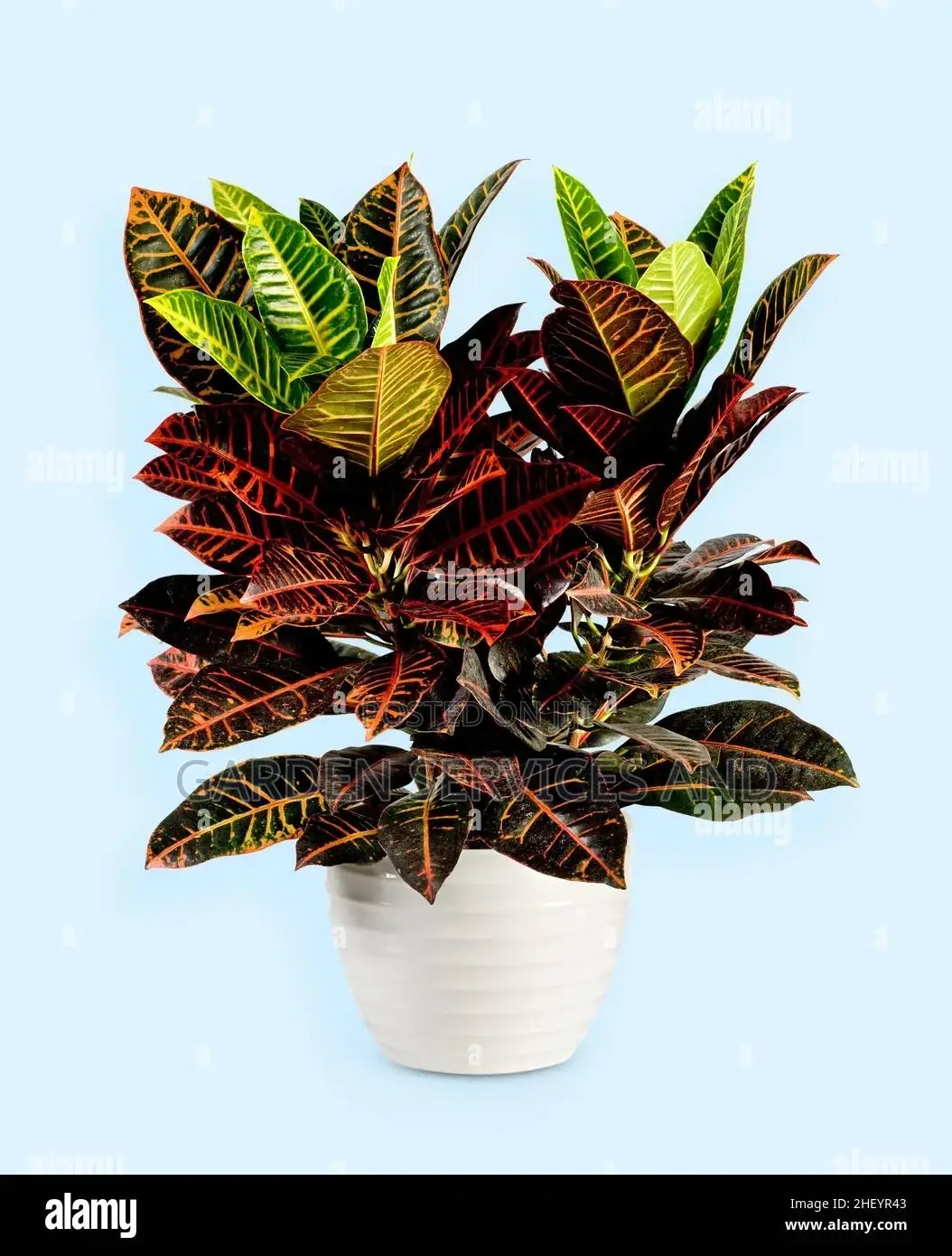 Croton for Sale