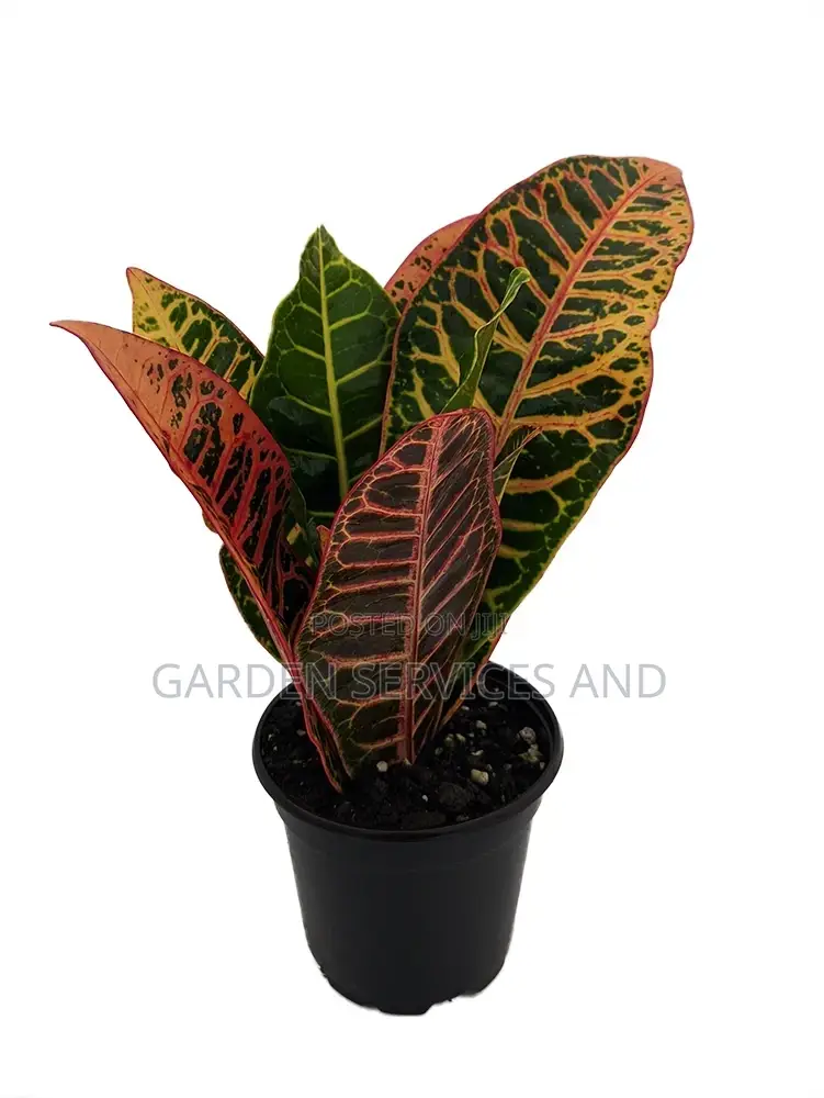Croton for Sale