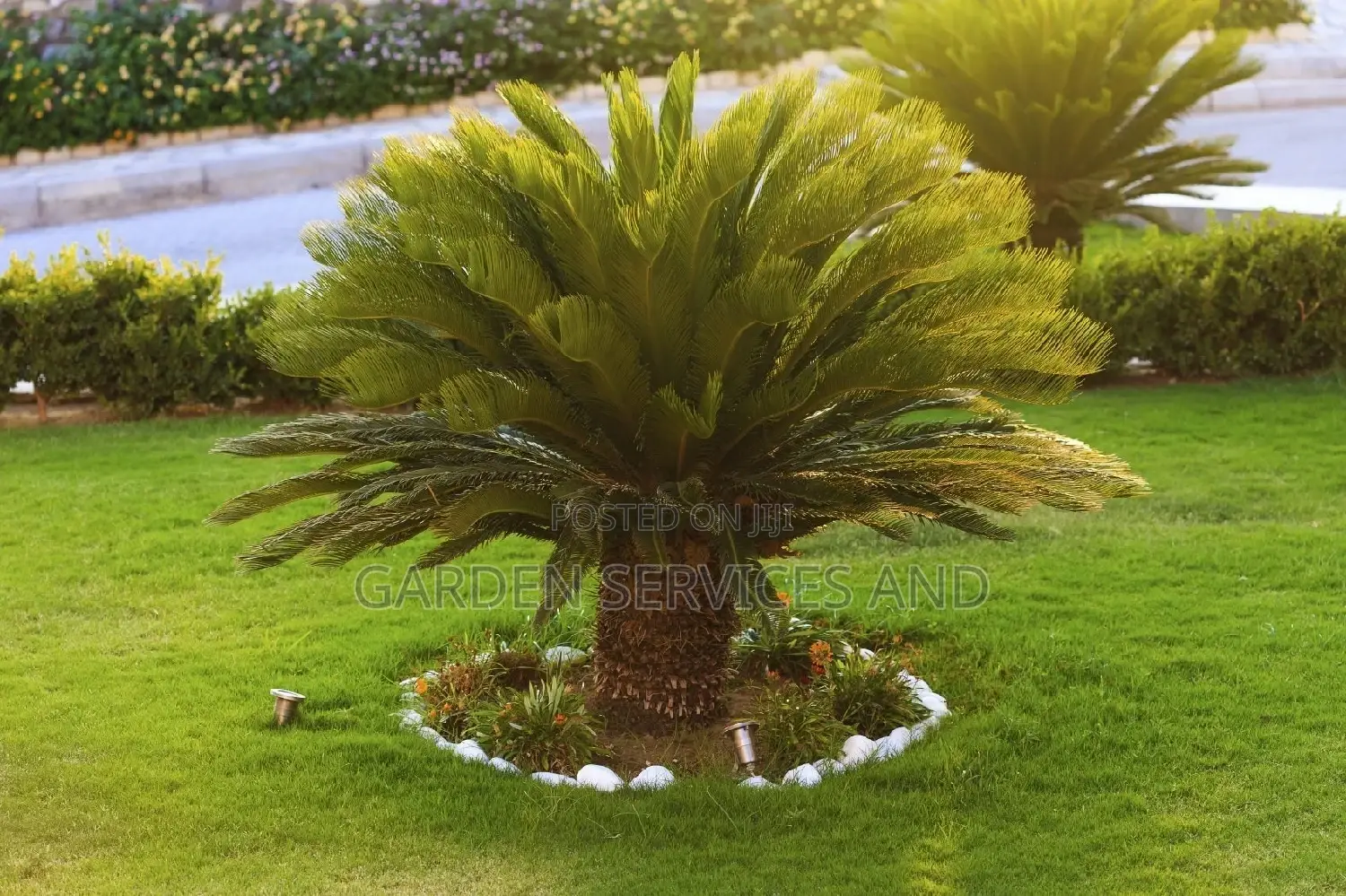 Sago Palm for Sale