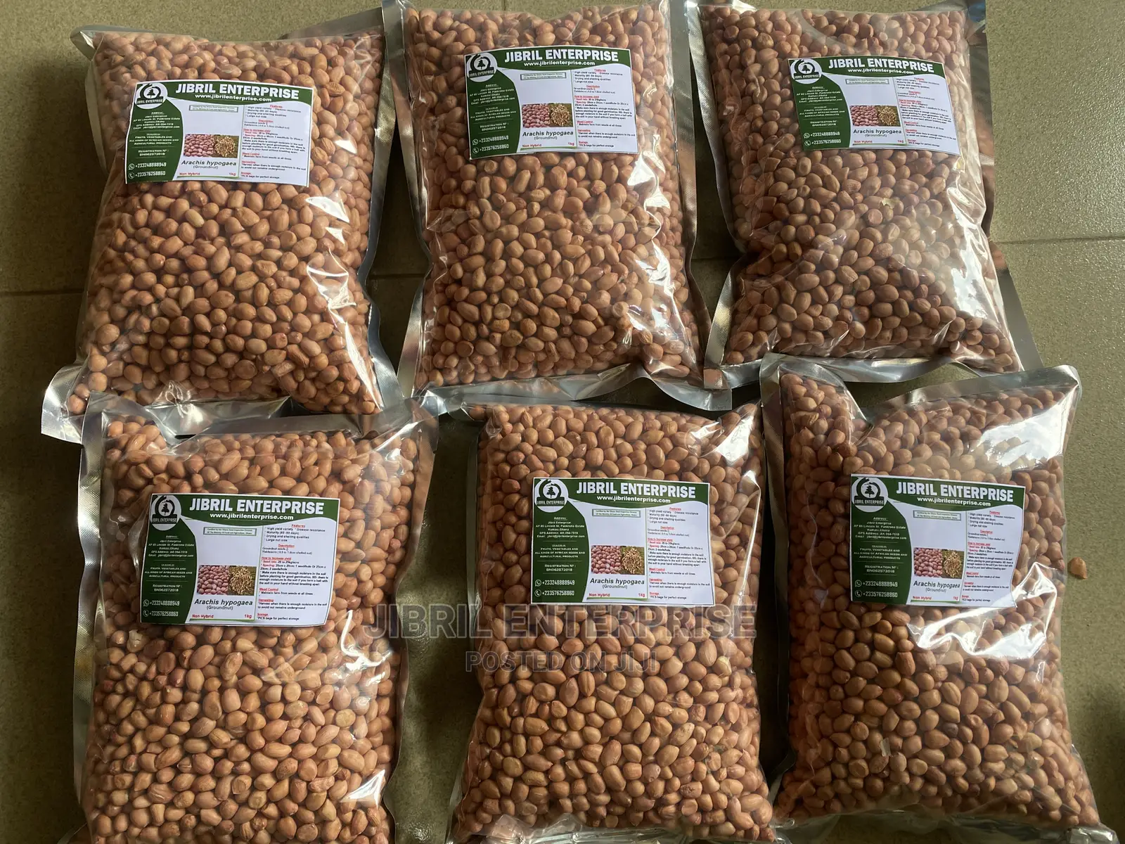 Groundnut Seeds for Planting
