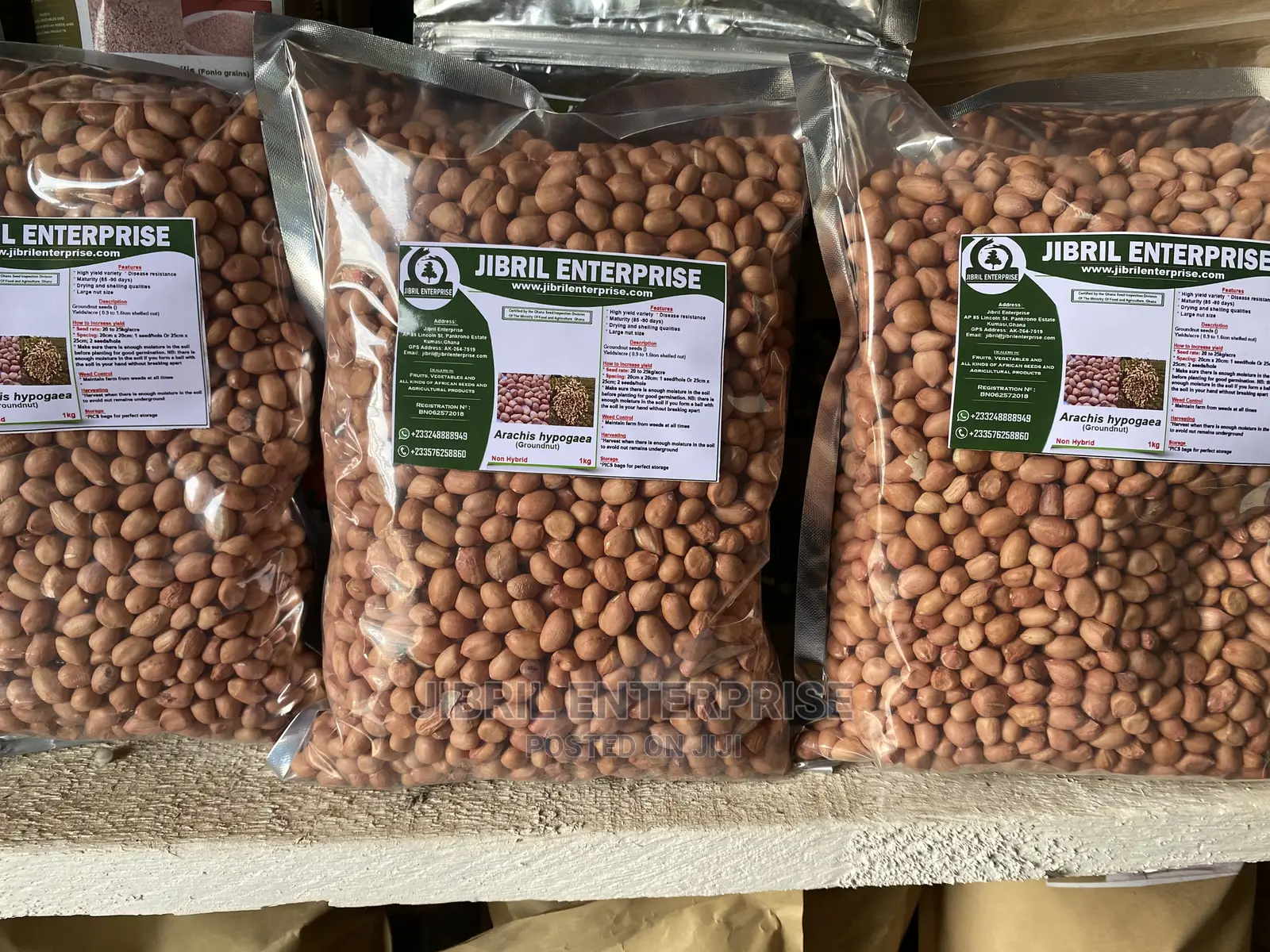 Groundnut Seeds for Planting