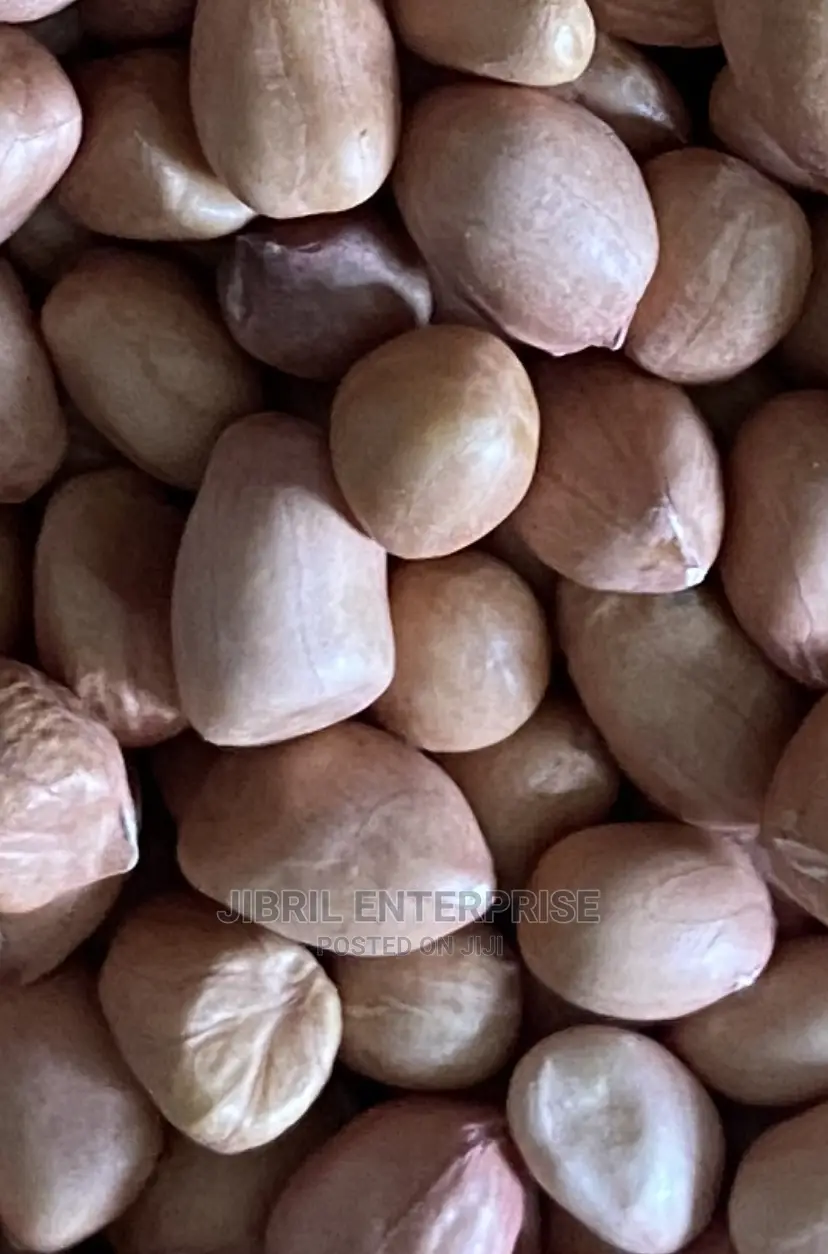 Groundnut Seeds for Planting