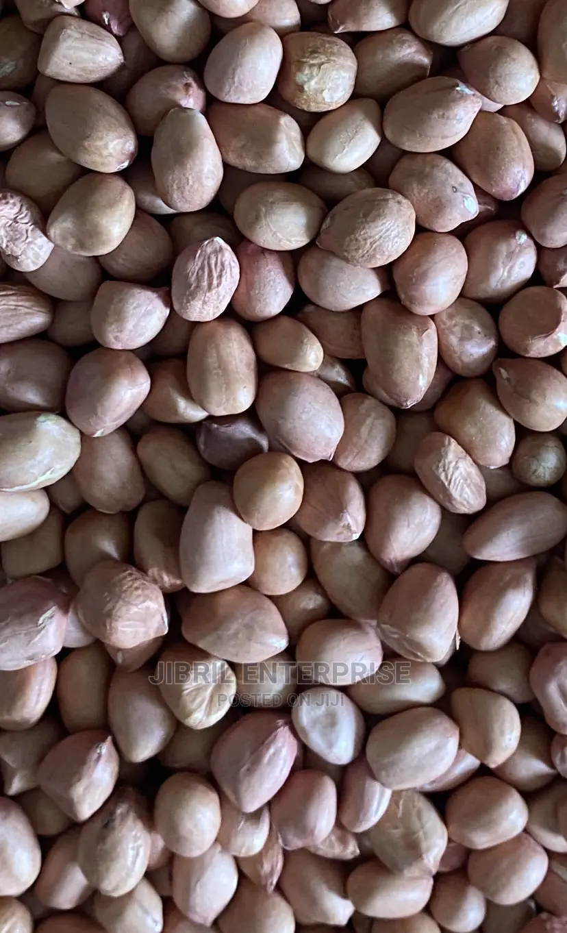 Groundnut Seeds for Planting