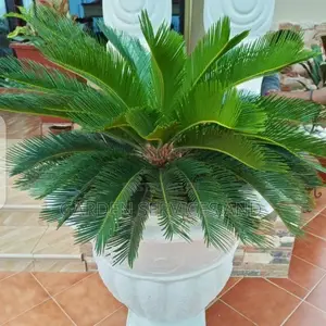 Sago Palm for Sale