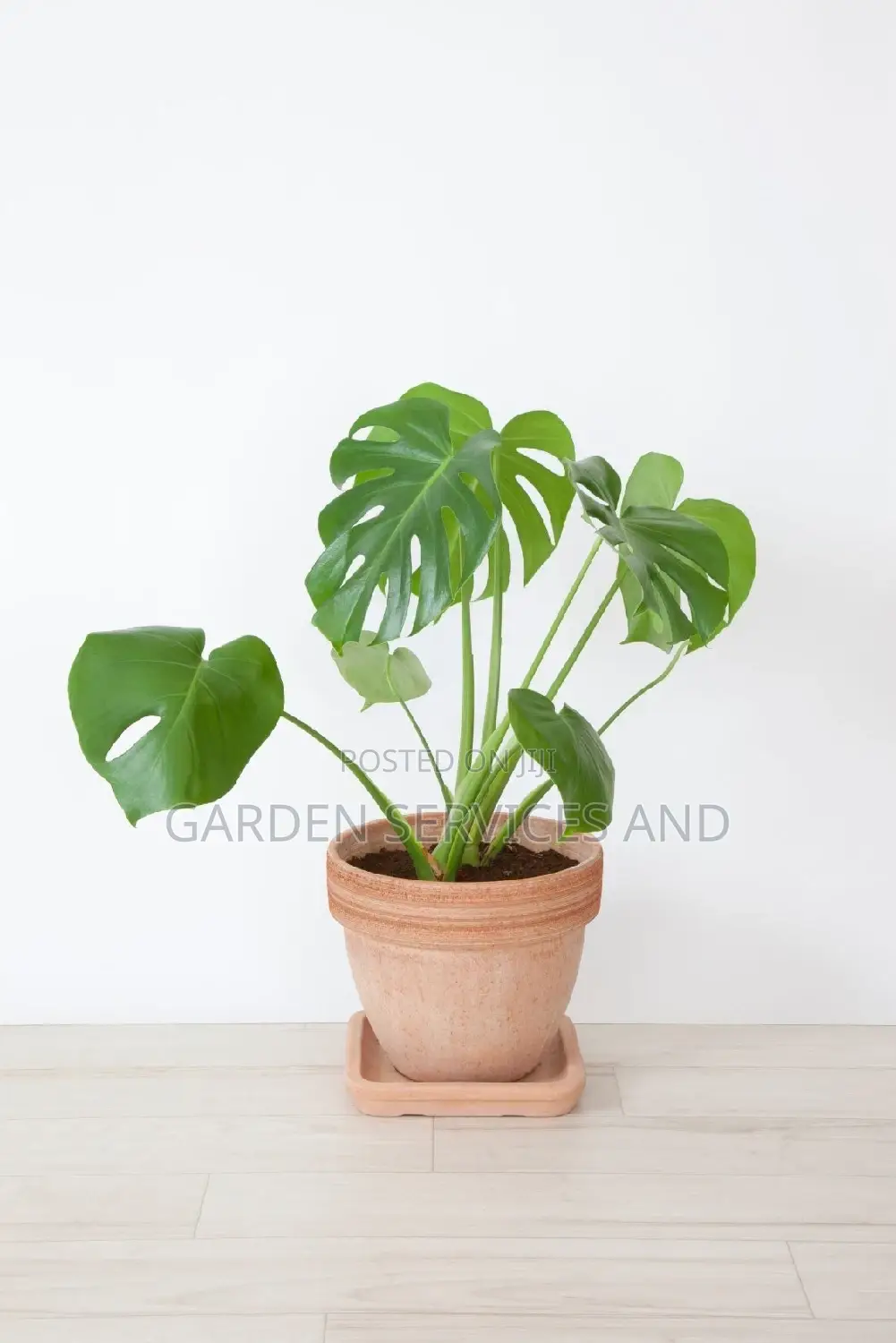 Monstera for Sale