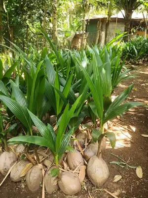 Qulity Dwarf Coconut Seedlings.
