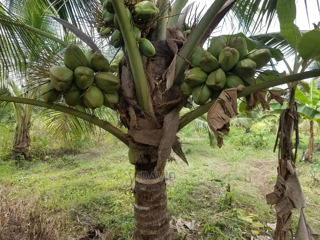 Qulity Dwarf Coconut Seedlings.