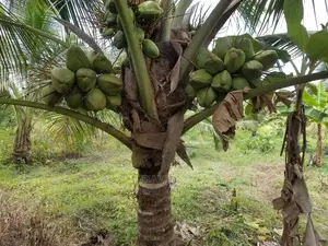 Qulity Dwarf Coconut Seedlings.