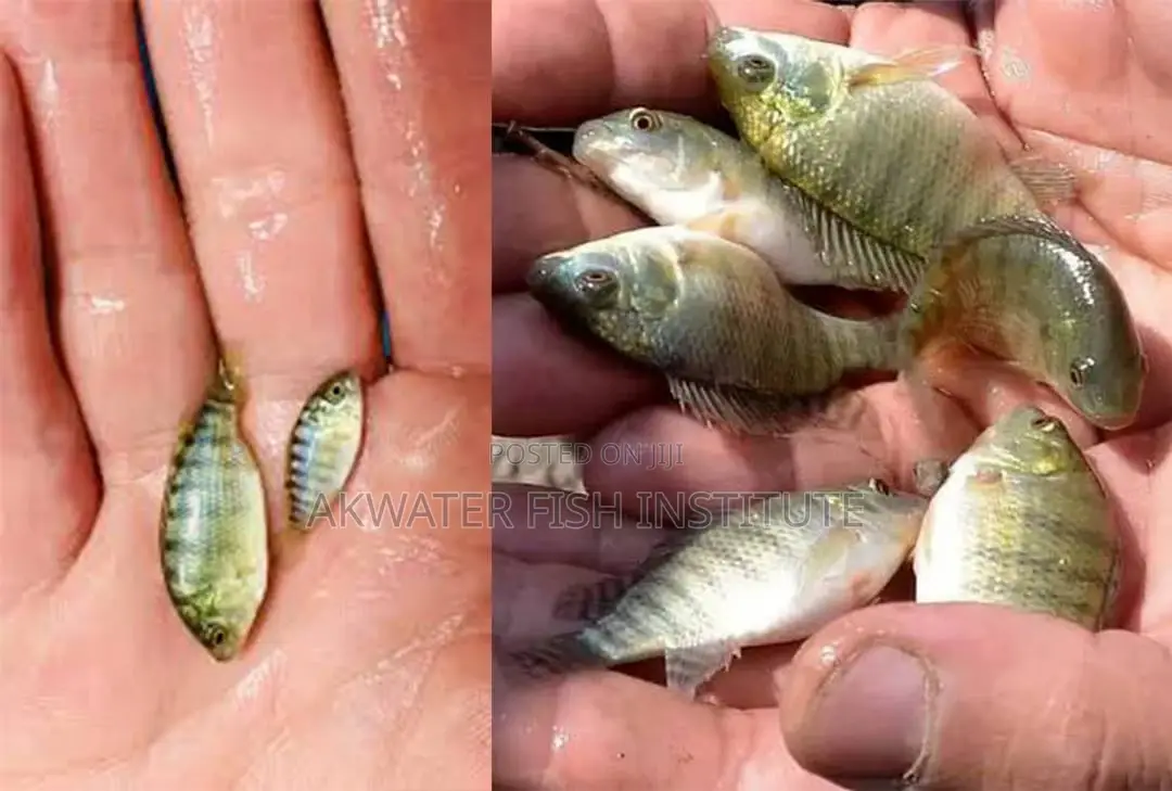 Tilapia Fingerlings