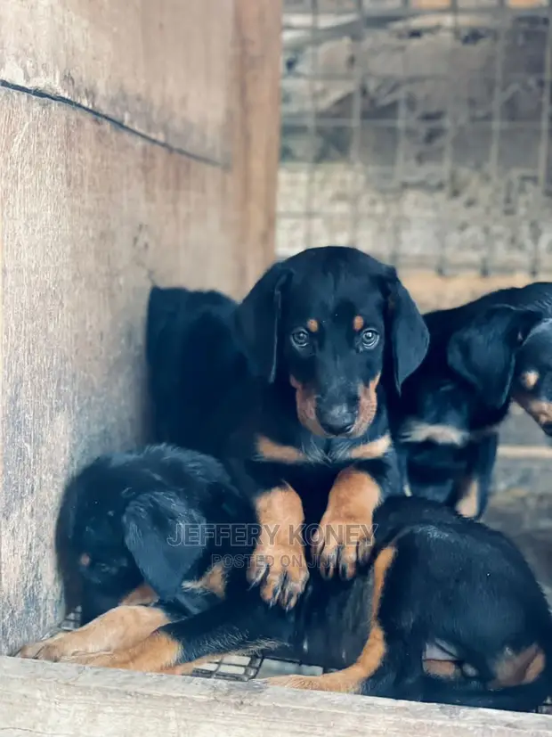 Rottweiler Doberman Mix Puppies For Sale Purebred Rottweiler