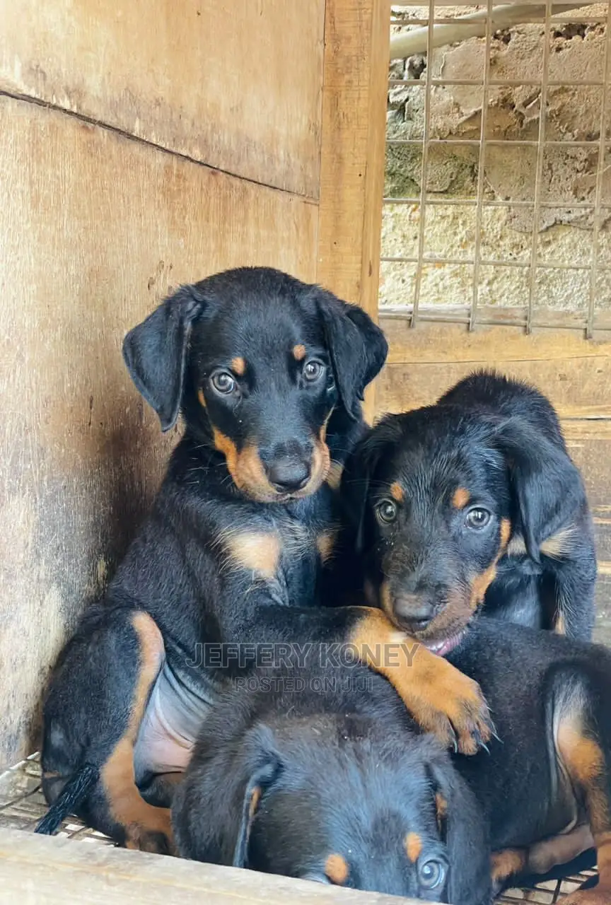 1-3 months Male Purebred Doberman Pinscher