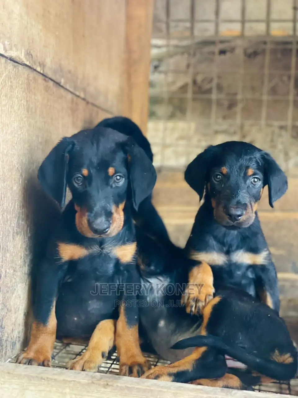 1-3 months Male Purebred Doberman Pinscher