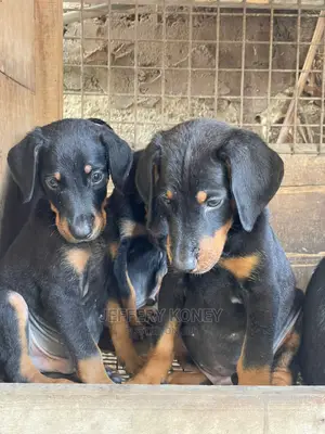 1-3 months Male Purebred Doberman Pinscher