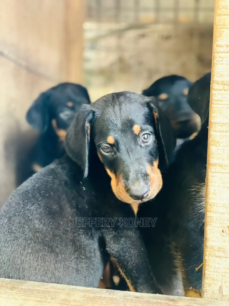 1-3 months Male Purebred Doberman Pinscher