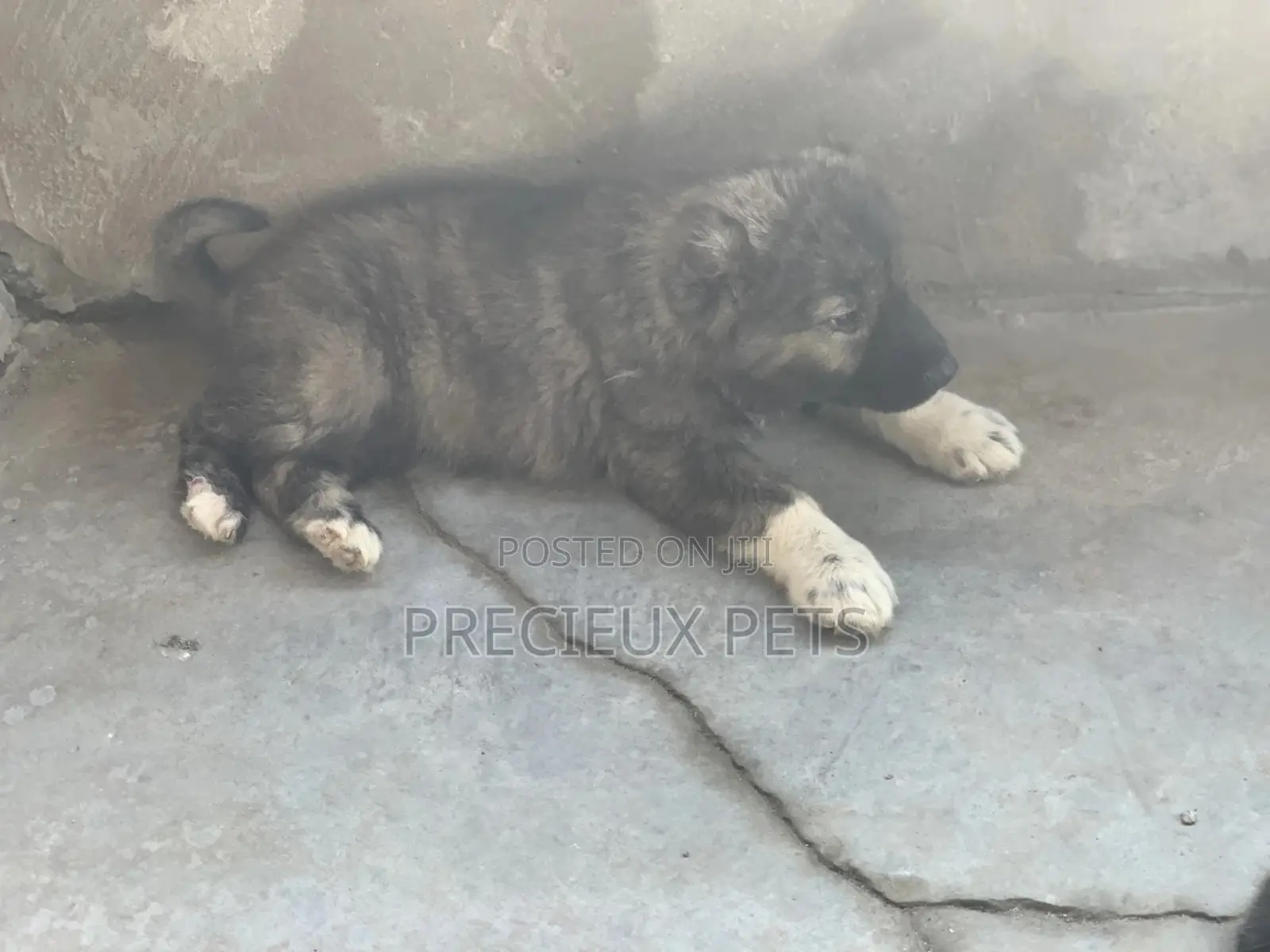 1-3 months Female Purebred Caucasian Shepherd
