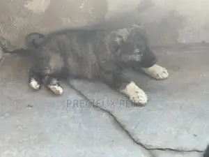 1-3 months Female Purebred Caucasian Shepherd