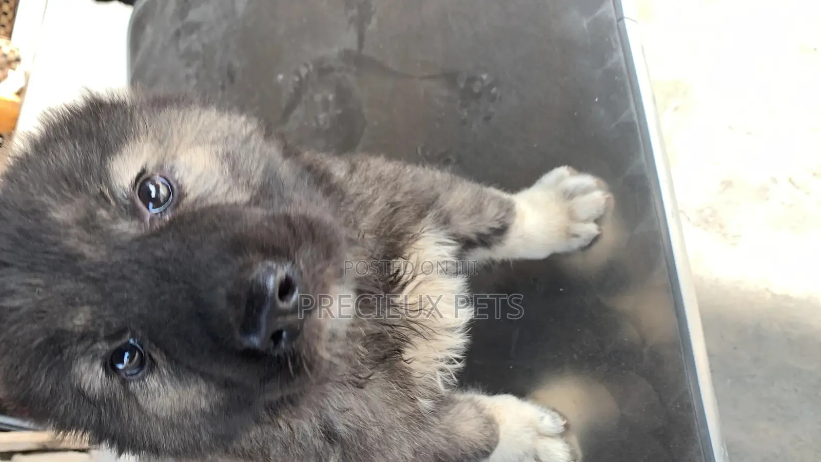 1-3 months Female Purebred Caucasian Shepherd