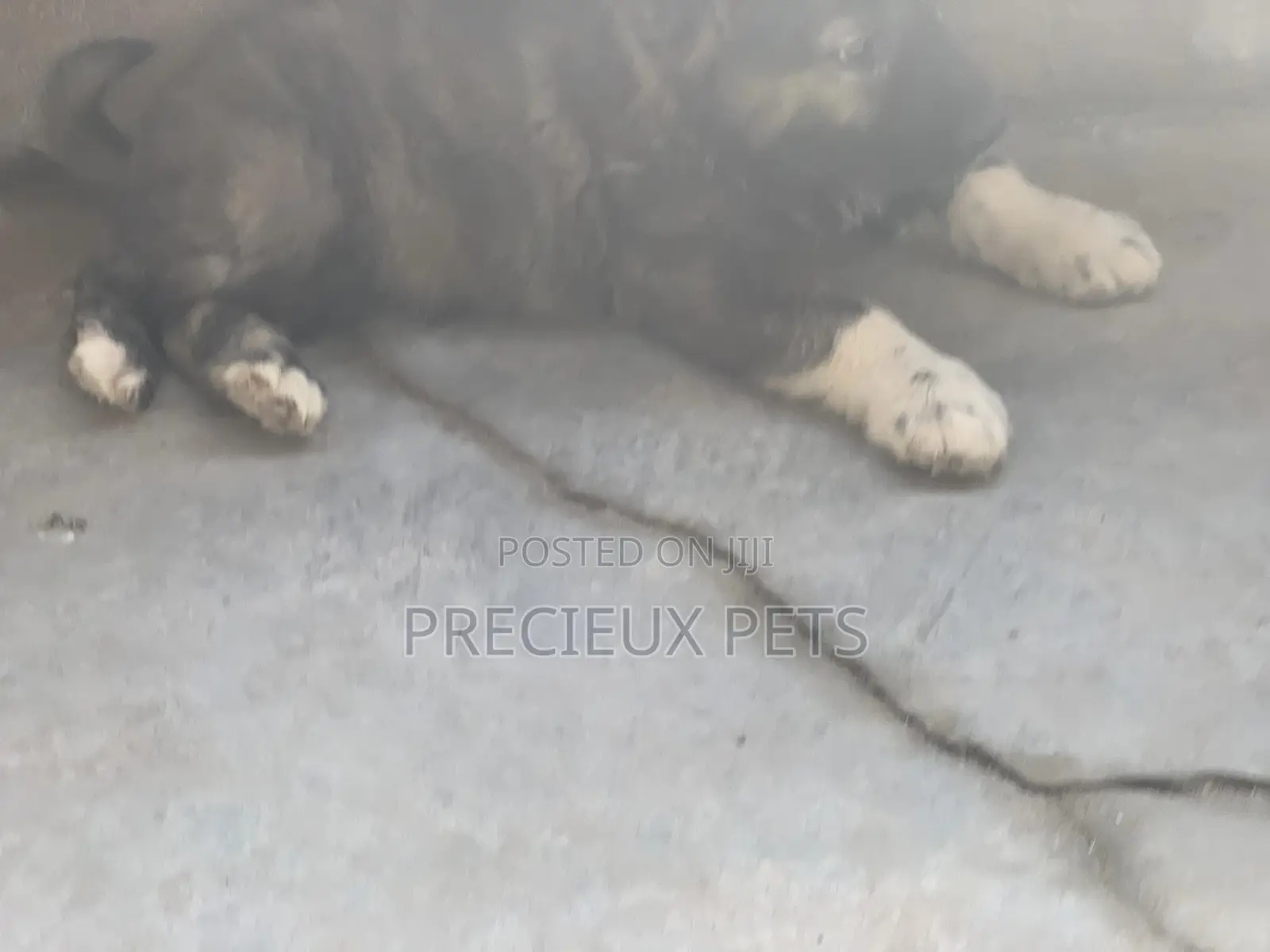 1-3 months Female Purebred Caucasian Shepherd