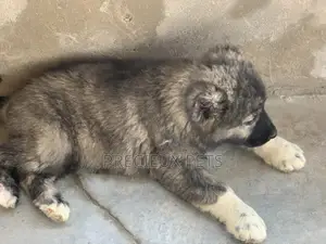 1-3 months Female Purebred Caucasian Shepherd