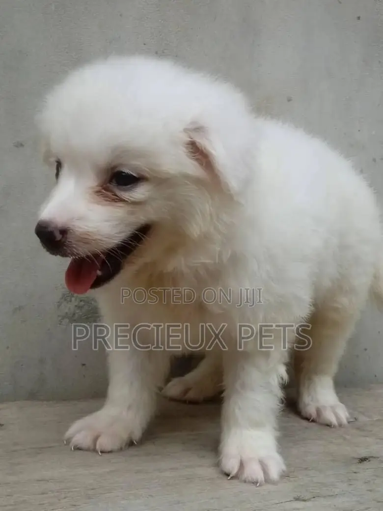 1-3 Months Male Purebred American Eskimo