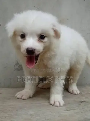 1-3 Months Male Purebred American Eskimo