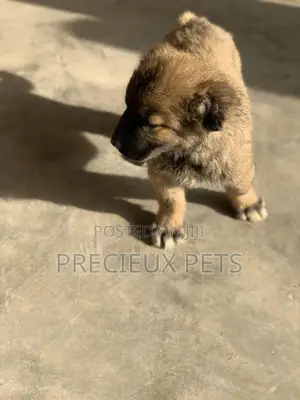 1-3 Months Female Purebred Caucasian Shepherd
