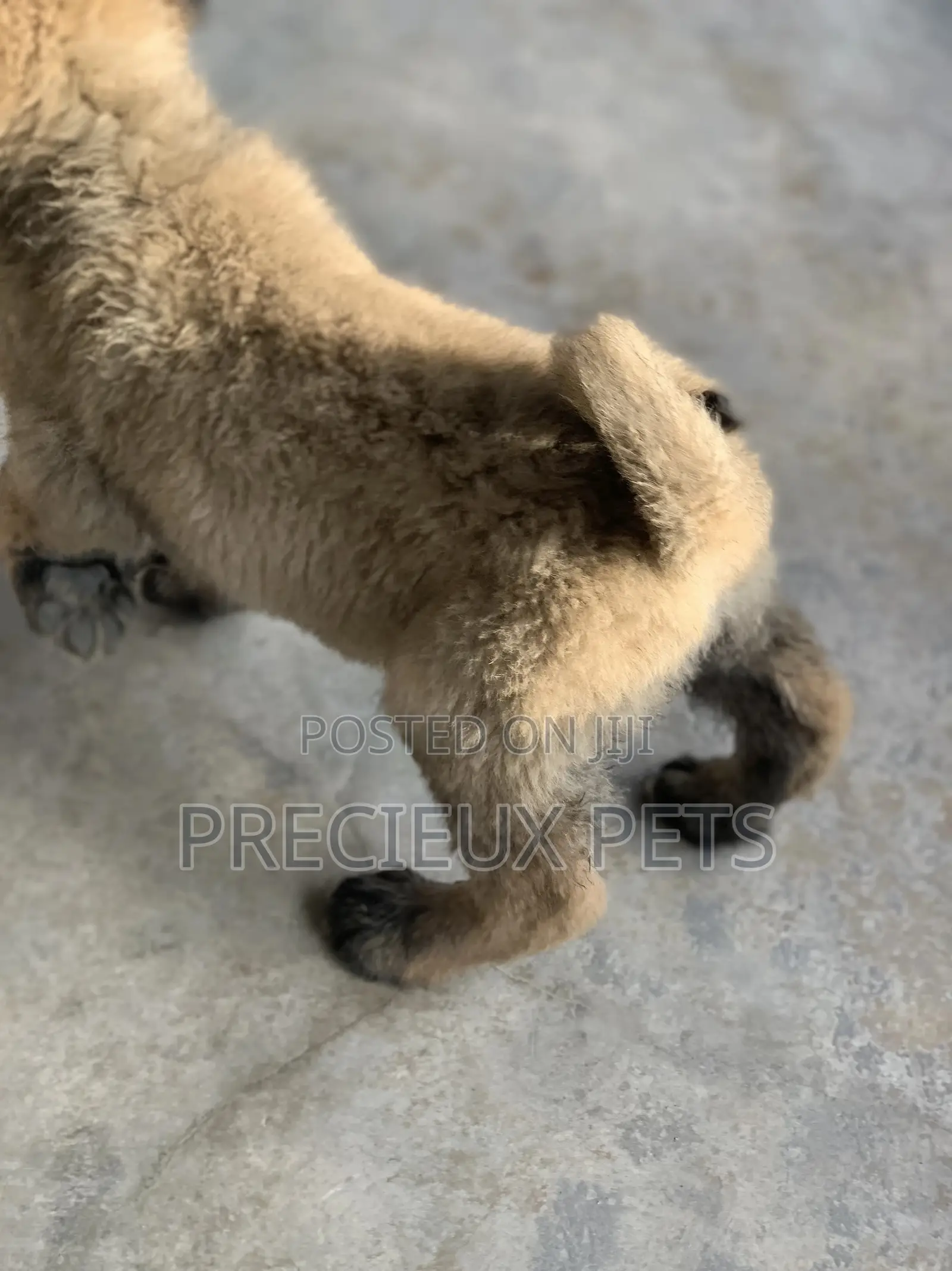 1-3 Months Female Purebred Caucasian Shepherd