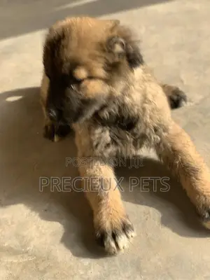 1-3 Months Female Purebred Caucasian Shepherd