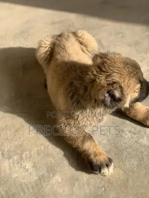 1-3 Months Female Purebred Caucasian Shepherd