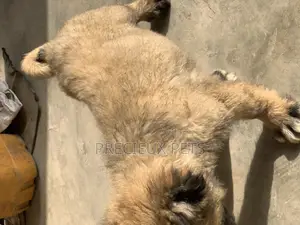 1-3 Months Female Purebred Caucasian Shepherd