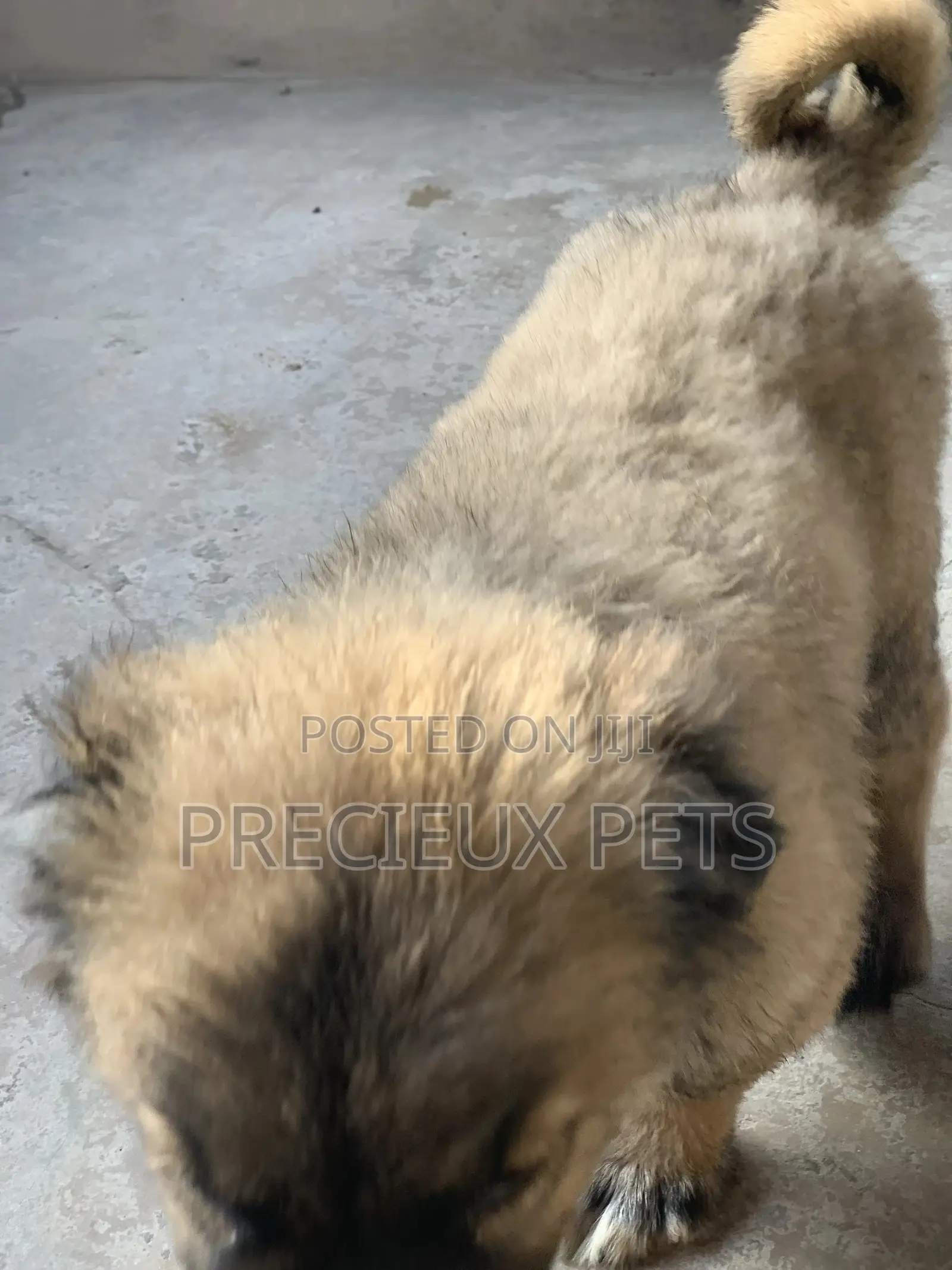 1-3 Months Female Purebred Caucasian Shepherd