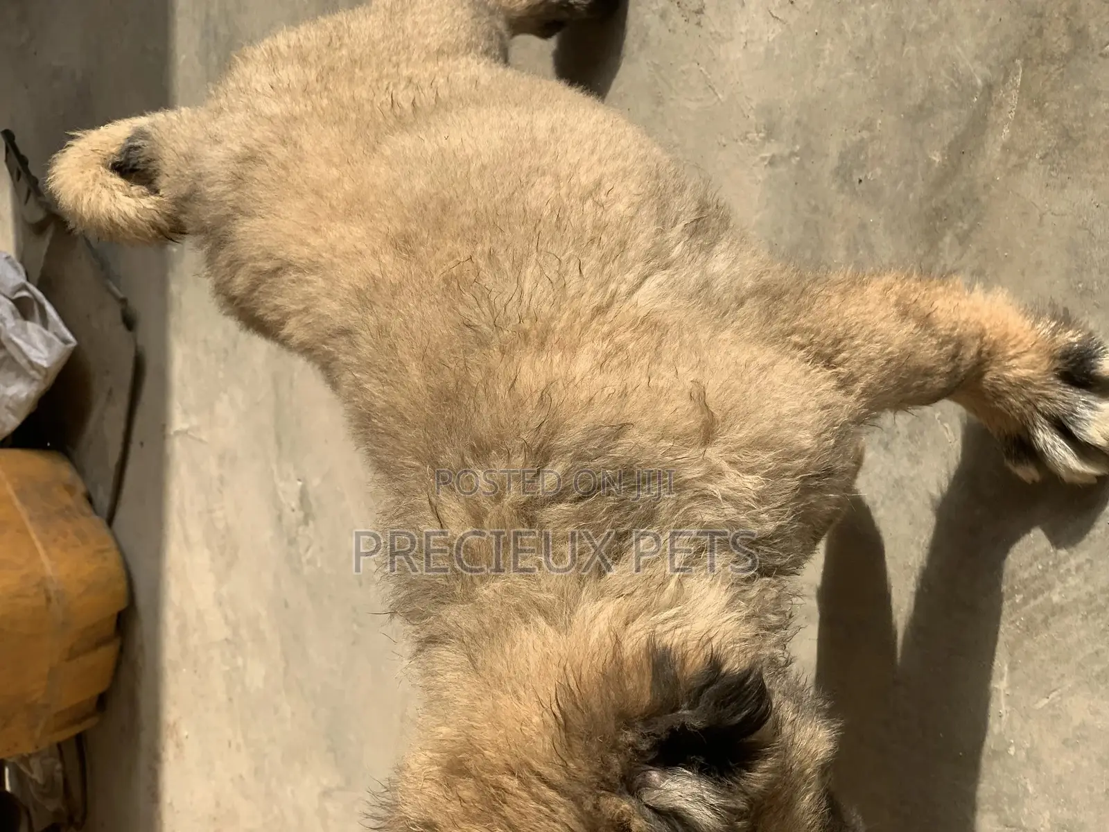 1-3 Months Female Purebred Caucasian Shepherd