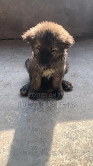 3-6 months Female Purebred Caucasian Shepherd