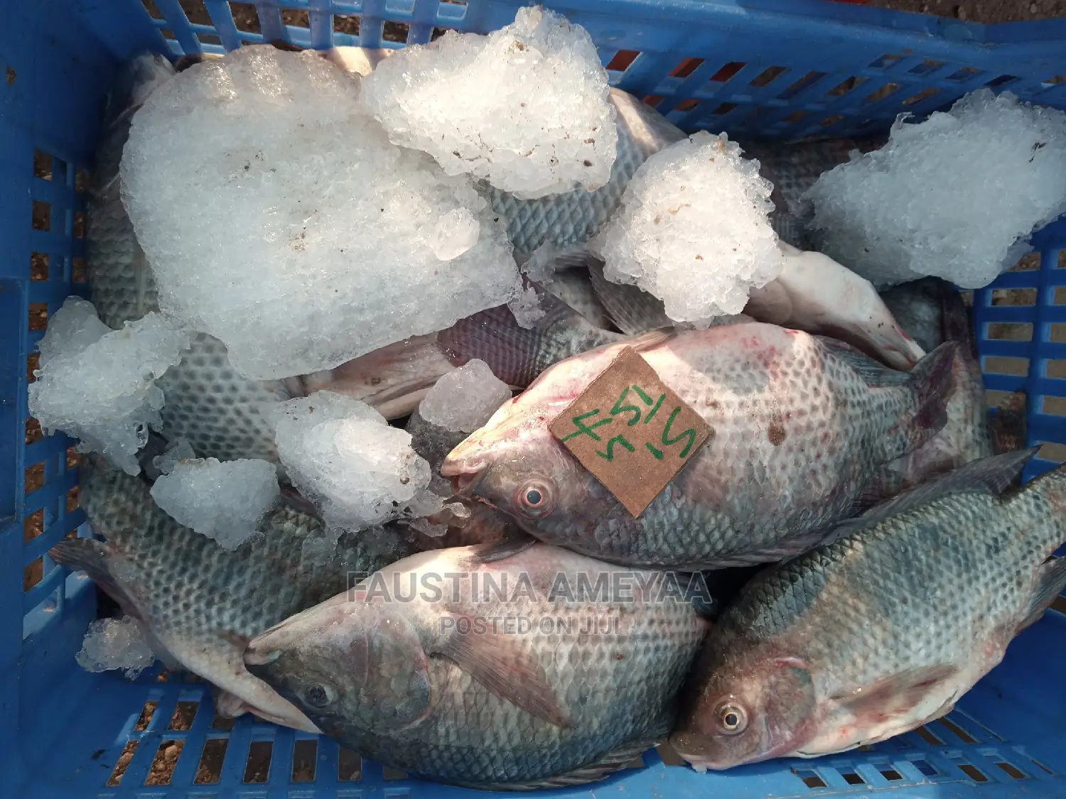 Fresh Local Tilapia.