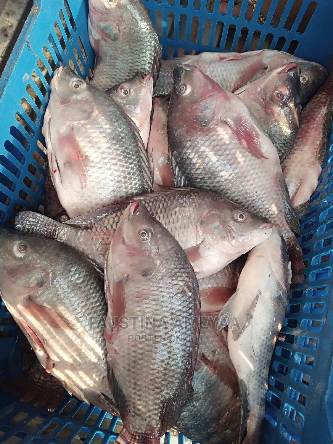 Fresh Local Tilapia.