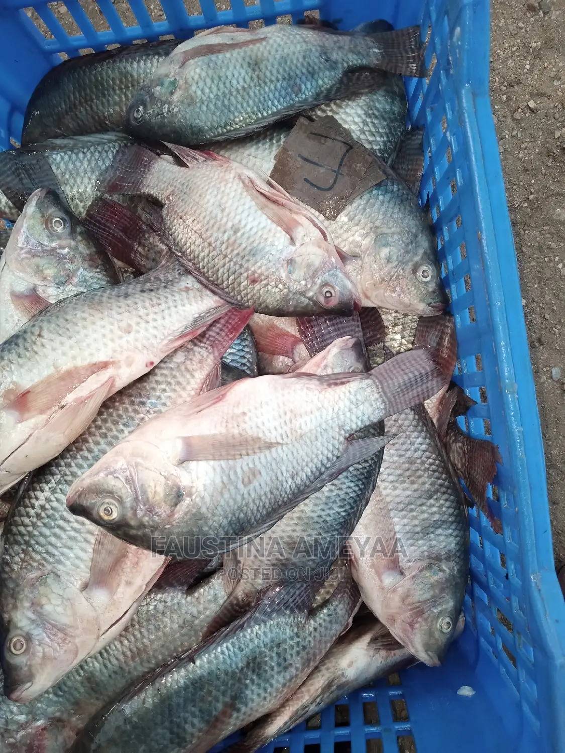 Fresh Local Tilapia.