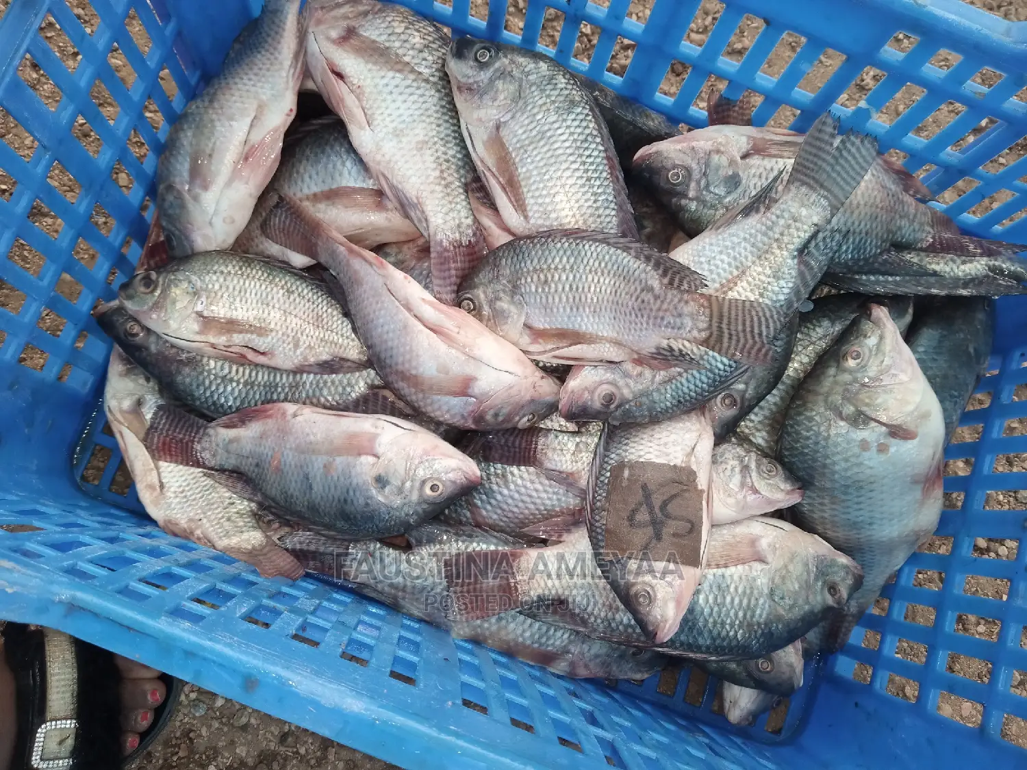 Fresh Local Tilapia.