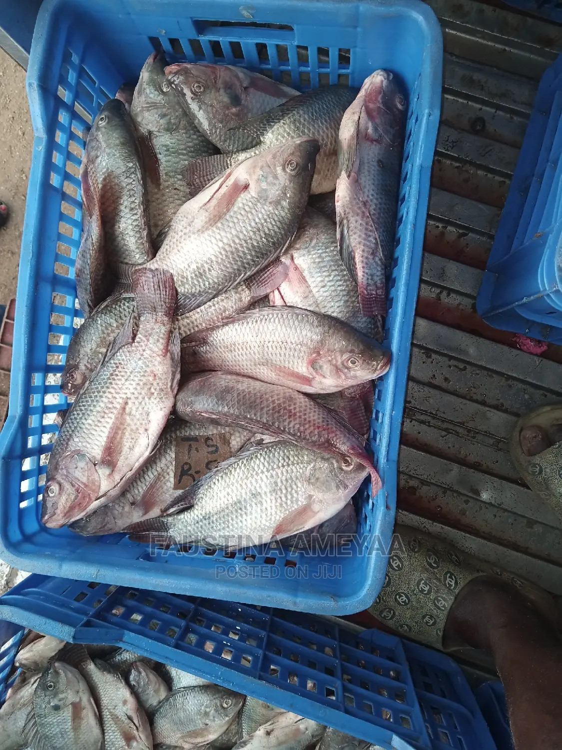 Fresh Local Tilapia.