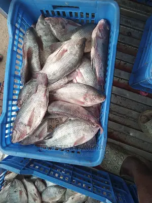 Fresh Local Tilapia.