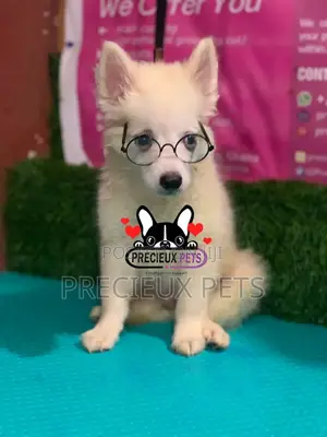 1-3 Months Male Purebred Japanese Spitz